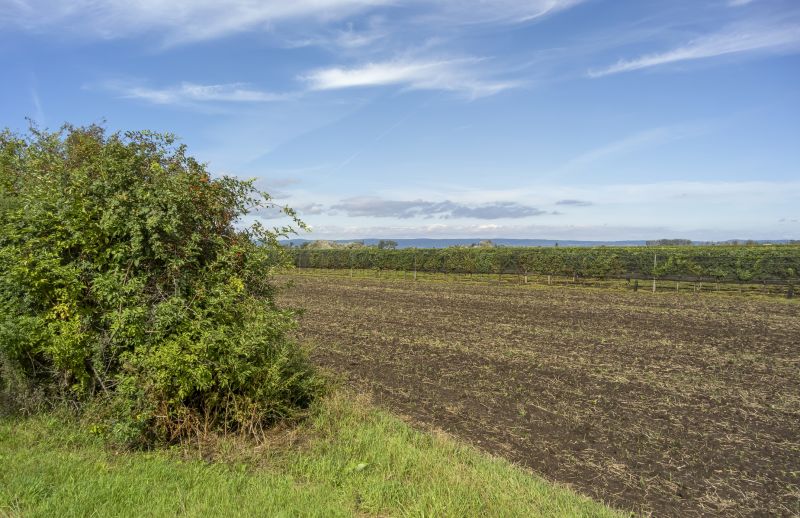 Field Clearing