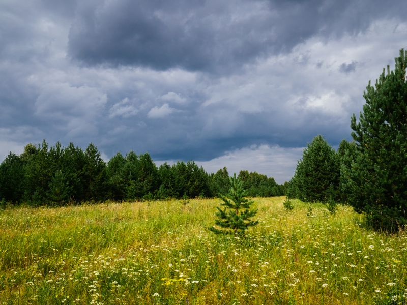 Field Clearing